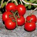 Pianta di Pomodoro a grappolo Premio F1
