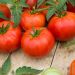 Pianta di Pomodoro San Pietro