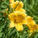 Hemerocallis nana Stella de Oro