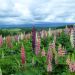 Lupini di Russell ibridi