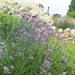 Verbena di Buenos Aires