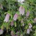 Campanula takesimana ‘Elizabeth’ rosa