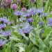 Centaurea montana
