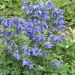 Aquilegia delle Alpi blu
