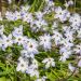 Ipheon uniflorum - Brodiaea o Triteleia uniflora blu lilla