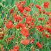 Geum Mrs Bradshaw