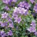 Campanula poscharskyana blu