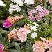Lewisia cotyledon in miscuglio