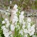 Campanula persicifolia Alba  o Campanula a foglie di pesco bianca