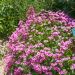 Oxalis articulata o Acetosella rizomatosa