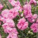 Garofano Plumarius strisciante 'Tickled Pink'