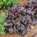 Heuchera o Camapna di corallo CHOCOLATE RUFFLES ®
