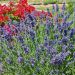 Lavanda vera o Lavandula angustifolia Ellagance Purple