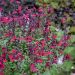 Salvia arbustiva rossa e viola o Salvia greggii MIRAGE TM Burgundy