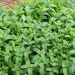 Menta verde o Menta spicata o Menta viridis