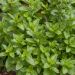 Menthe Mojito