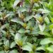 Menta Cioccolato Chocolate Mint