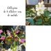 Collezione di 6 Ellebori rose di natale