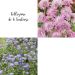 Collezione di 6 Scabiose