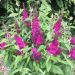 Albero delle farfalle, Buddleia davidii Funky Fuchsia TM ‘Piibd-II’- Lillà dell'estate