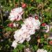 Ibisco - Altea FRENCH CABARET ® Pastel Mindoub1'cov'