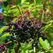 Sambucus Nigra (Sambuco nero)