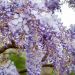 Glicine Sinensis Blu