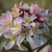 Choisya Ternata o Arancio del Messico Apple Blossom