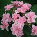 Ortensia macrophylla o Hydrangea macrophylla Tinkerbell
