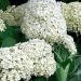 Ortensia arborescente Annabelle