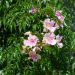 Bignonia rosa dello Zimbabwe - Podranea Brycei
