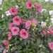 Ibisco - Altea moscheutos palustre PLANET ® GRIOTTE Tangri