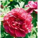 Peonia arbustiva Kaow