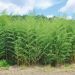 Bambù Phyllostachys aureosulcata spectabilis