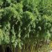 Bambù Phyllostachys Bissetii
