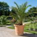 Palma Phoenix canariensis o palma delle Canarie o dattero delle Canarie
