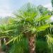 Palma Trachycarpus fortunei o Trachycarpus excelsa