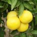 Pompelmo o Citrus paradisi