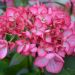 Hortensia ou Hydrangea macrophylla DUTCH LADIES® Salsa Sidsalimp