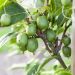 Mini kiwi autofertile, Kiwi di Siberia o Actinidia arguta ‘Issaï’