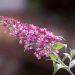 Albero delle farfalle o Buddleia davidii Pink Delight