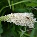Albero delle farfalle o Buddleia davidii White Profusion