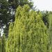 Falso cipresso di Lawson dorato 'Ellwood' o Chamaecyparis lawsoniana 'Ellwood’s Gold'