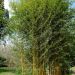 Bambù Phyllostachys aureosulcata Aureocaulis