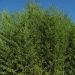 Bambù Phyllostachys arcana Luteosulcata