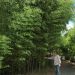 Bambù Phyllostachys nuda