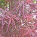 Acero giapponese o Acer palmatum Atrolineare