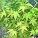 Acero giapponese o Acer palmatum Aureum