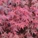 Acero giapponese o Acer palmatum Deshojo