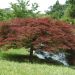 Acero giapponese o Acer palmatum ssp. dissectum Garnet